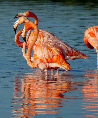Flamingos in Celestun beobachten